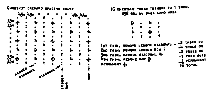 chestnut spacing