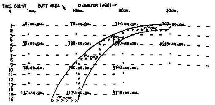 thinning filbert