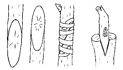 splice and cleft grafts