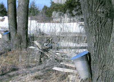 tapping Black Walnut trees