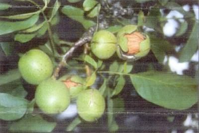 English Walnuts getting ready to fall